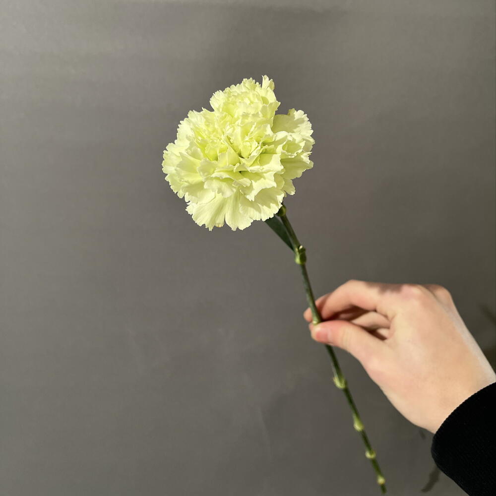 Гвоздика green