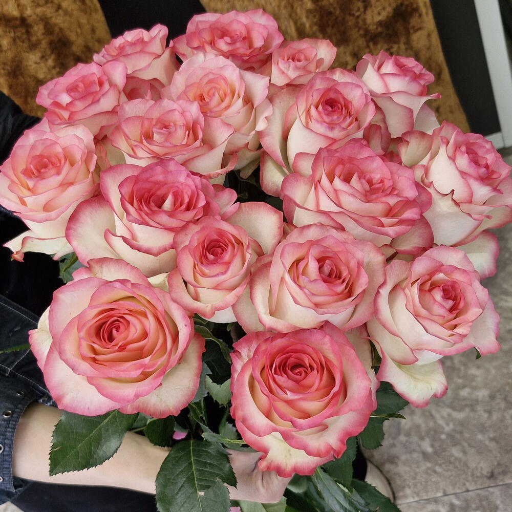 JUMILIA ROSES 25