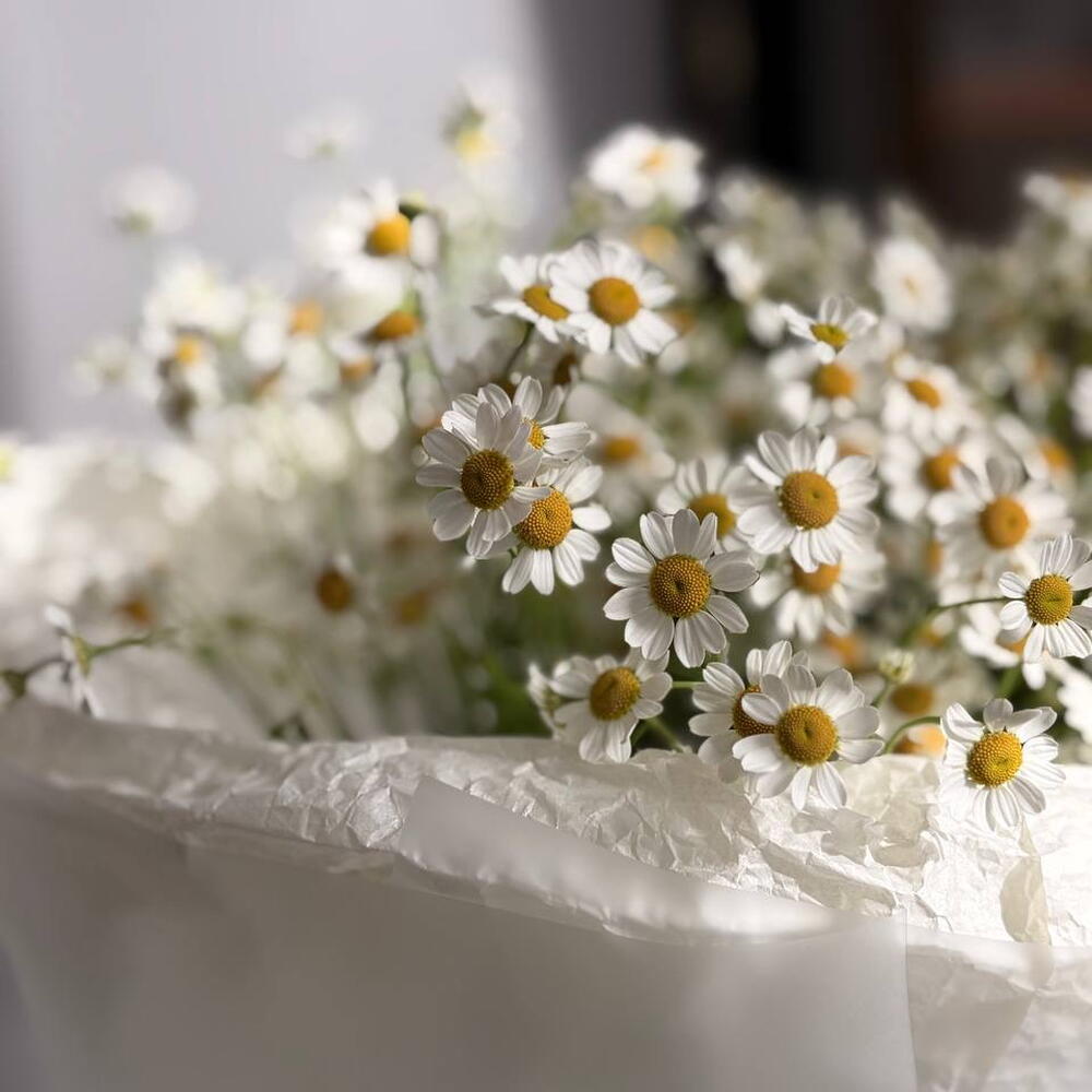 Нежная ромашка танацетум 🌸