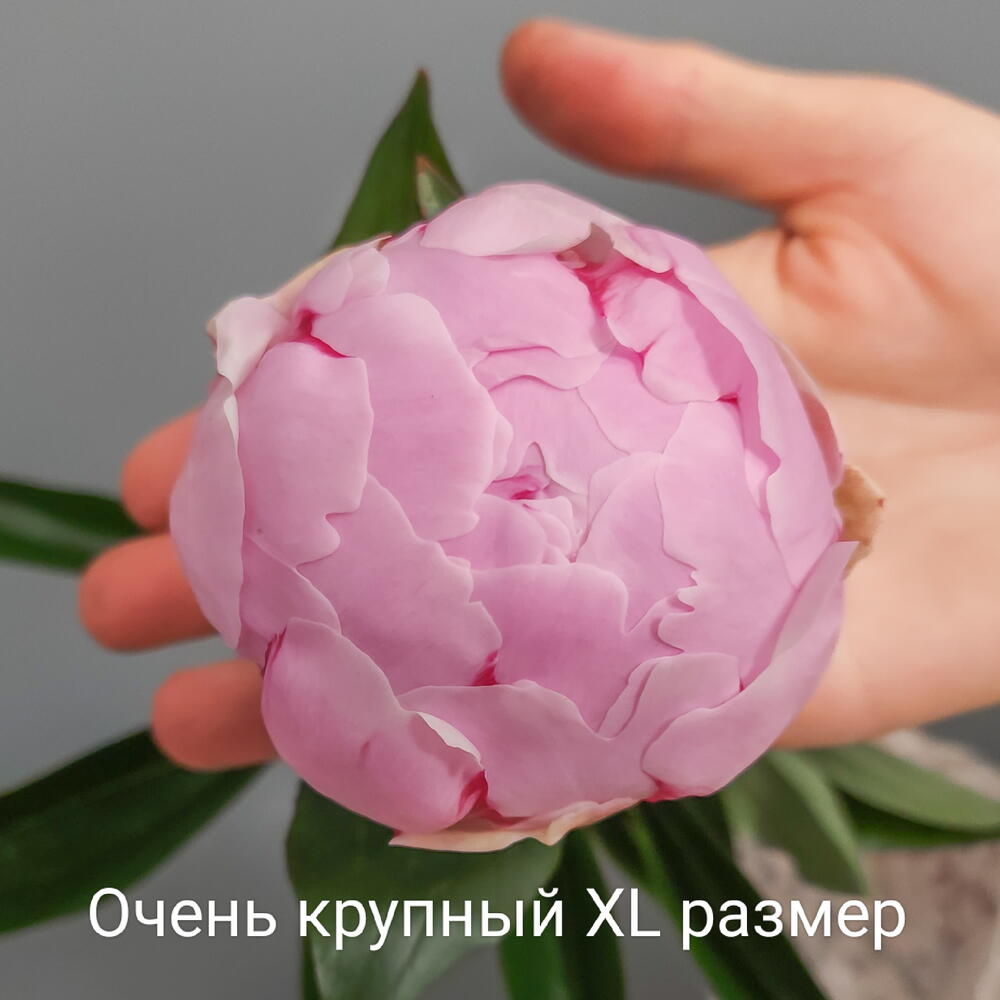 5 отборных пионов Сара Бернар