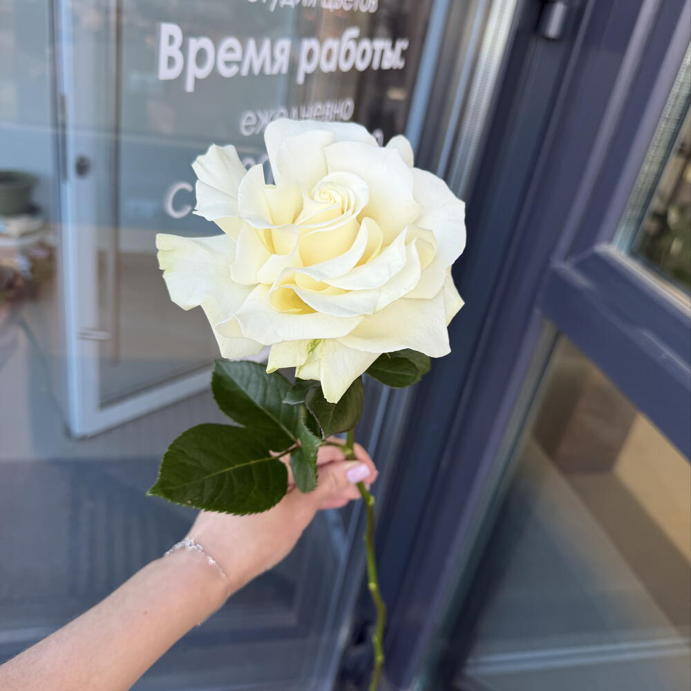Французская роза белая