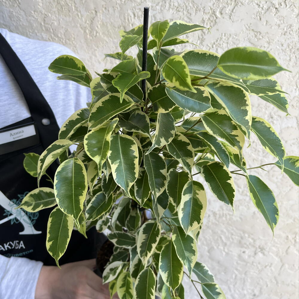 Фикус Бенджамина «Анастасия» (Ficus benjamina  Anastasia