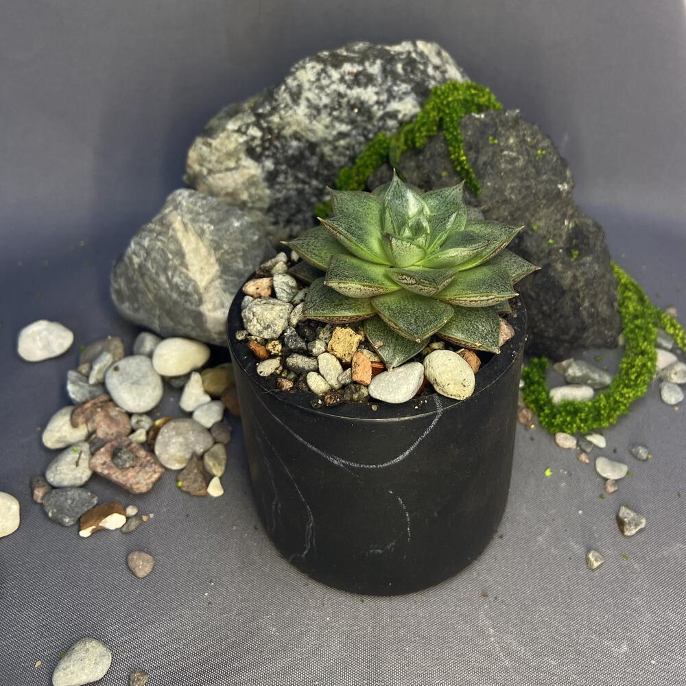 Эхеверия Пурпузорум / Echeveria purpusorum
