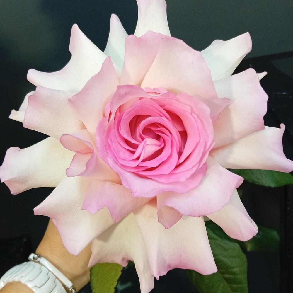 Роза французская
