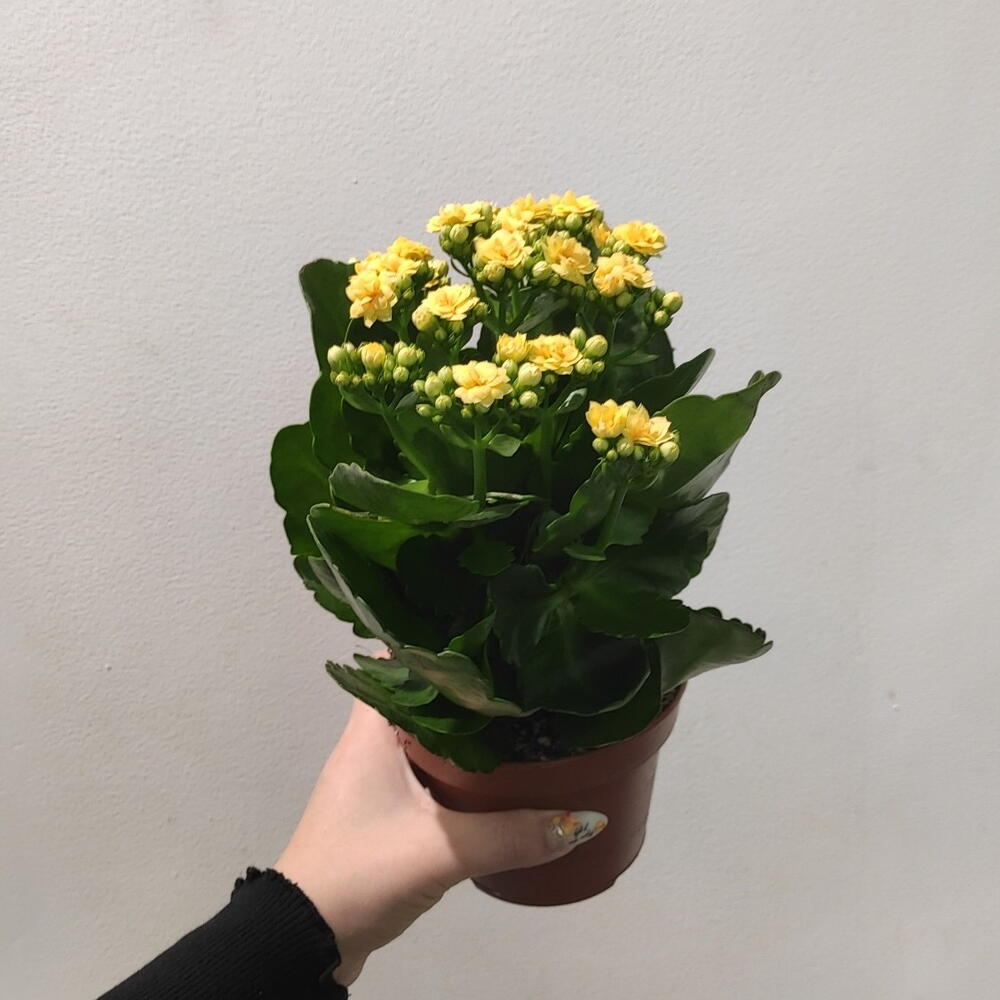 Каландива
