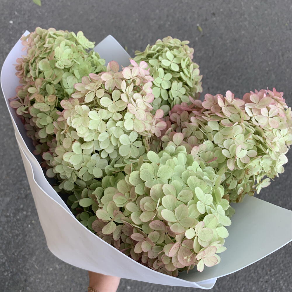 Моно букет с гортензией 💚