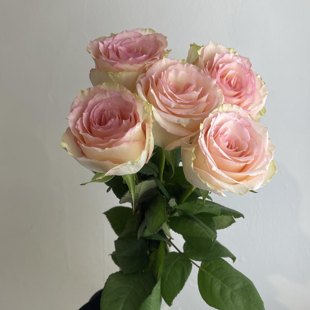 Розы нежные 🌸5