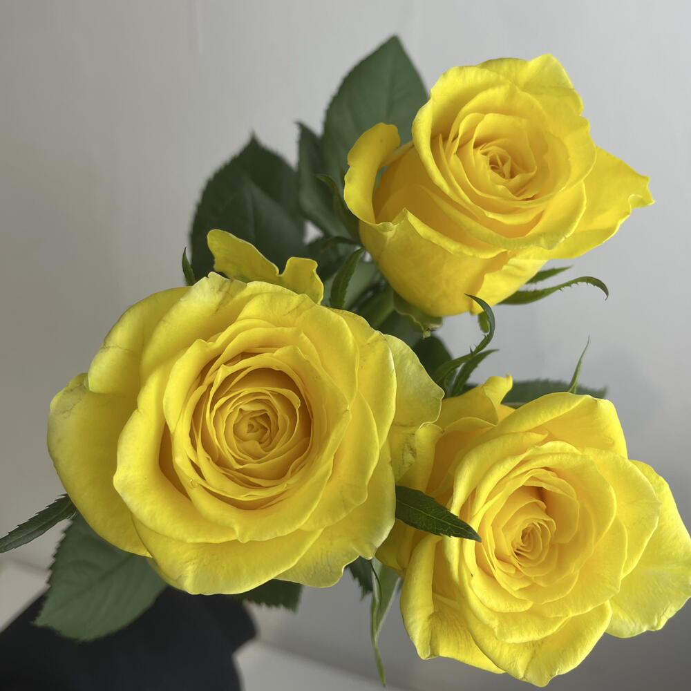 Розы жёлтые 💛 3