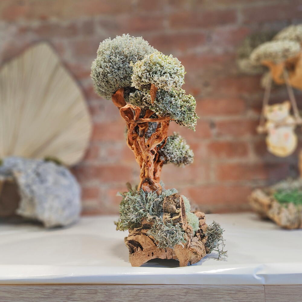Tree "Kümis" — the silver of nature