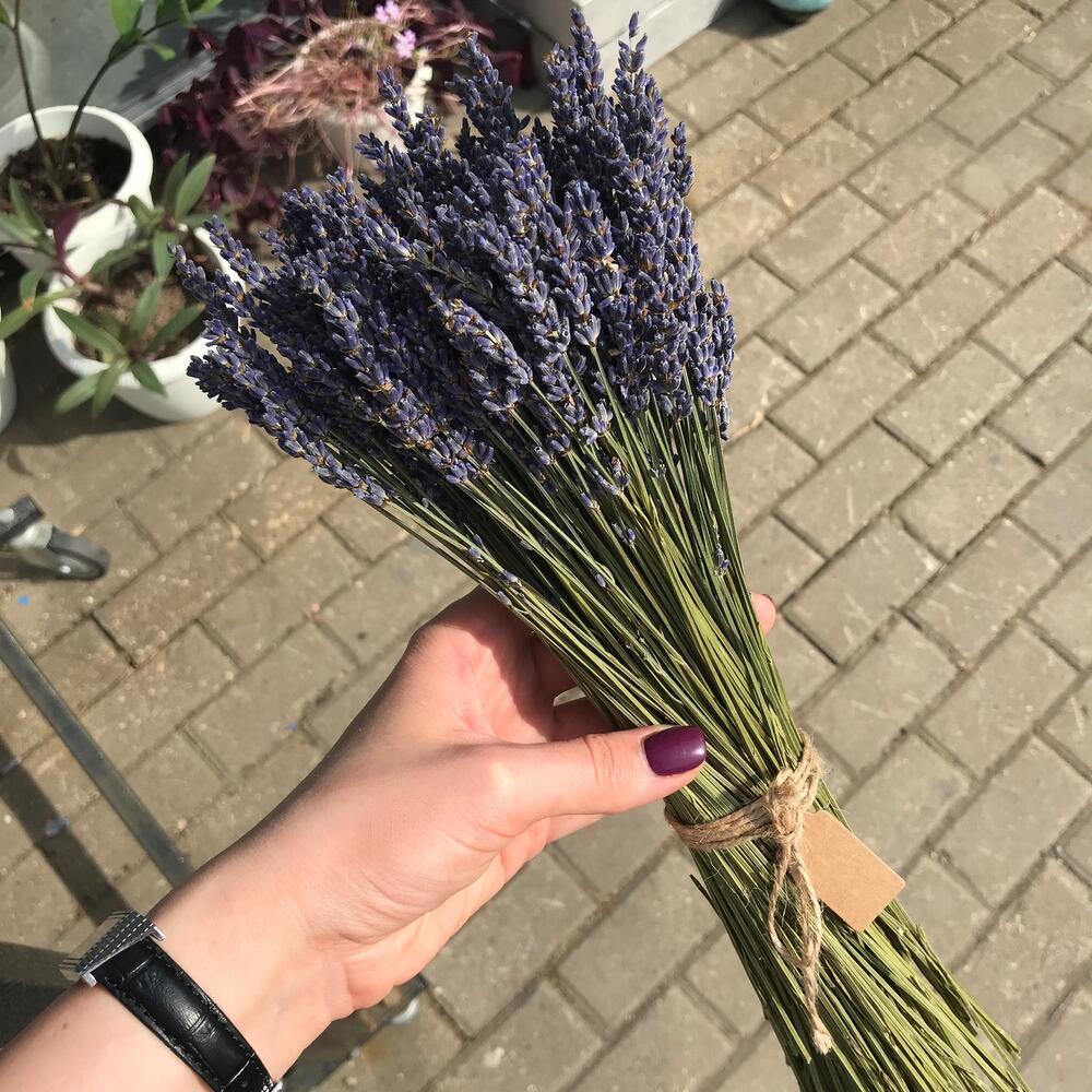 Букет лаванды