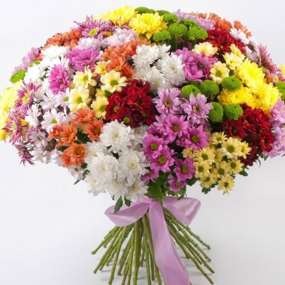 Микс из 51 хризантемы