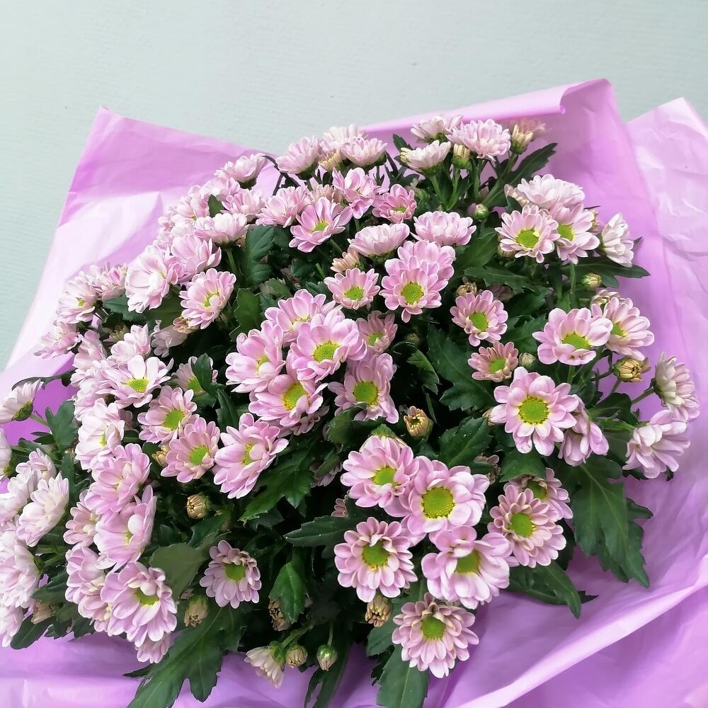 Сантини