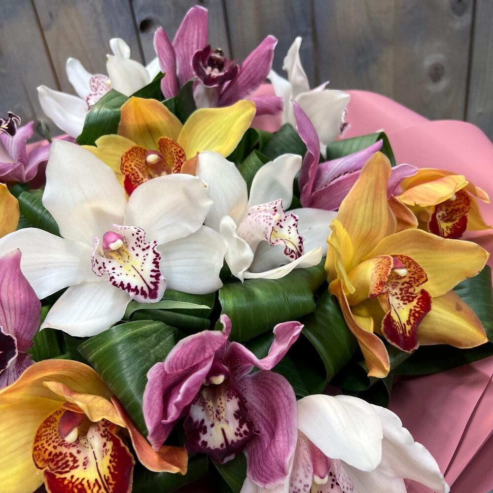 Cymbidium magnífico