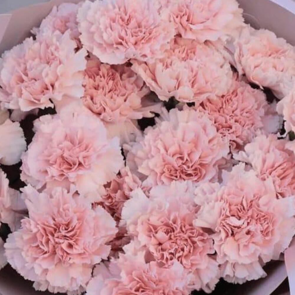 Букет из диантусов💞