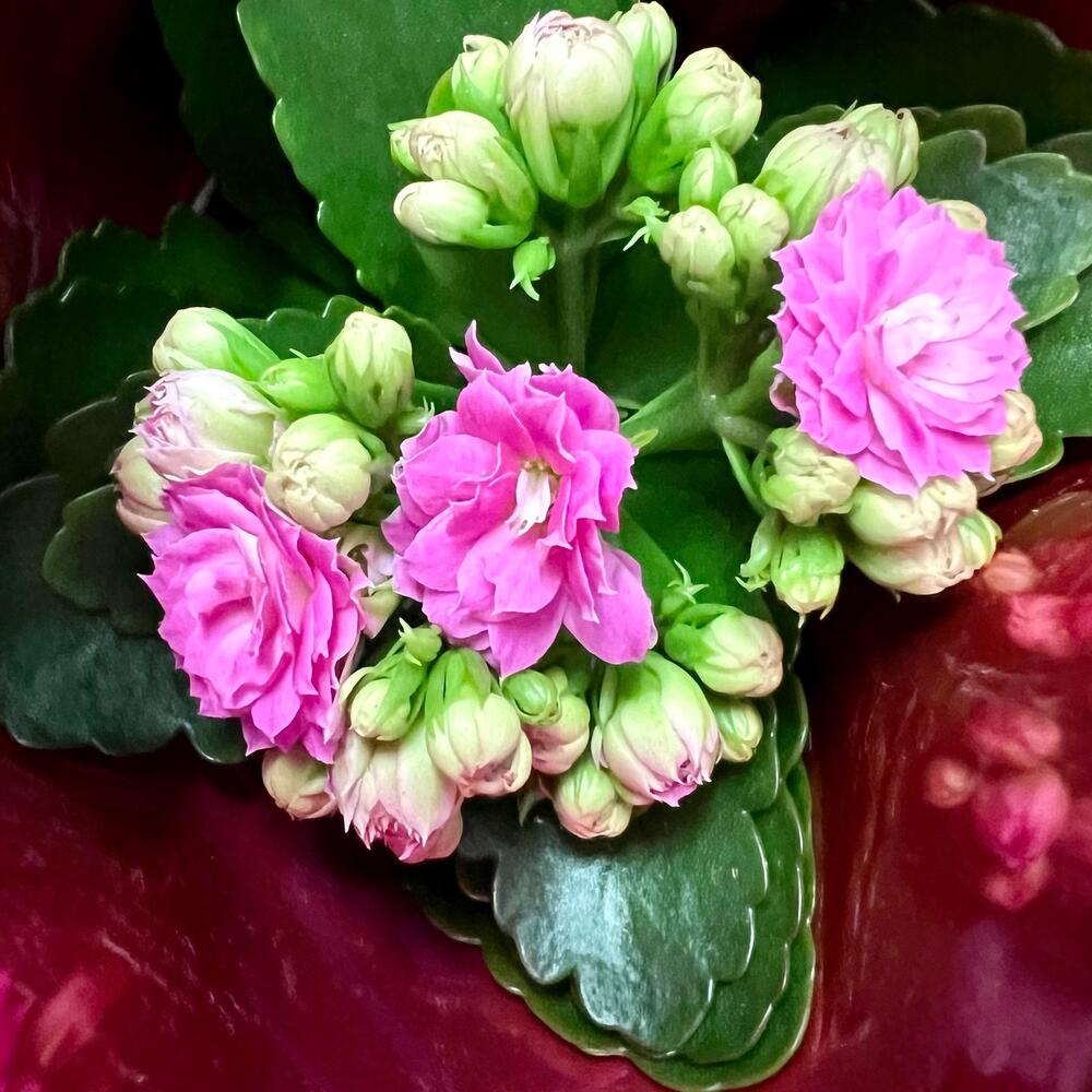 Комнатные экзотические растения, Живые растения в Пушкино, купить по ...