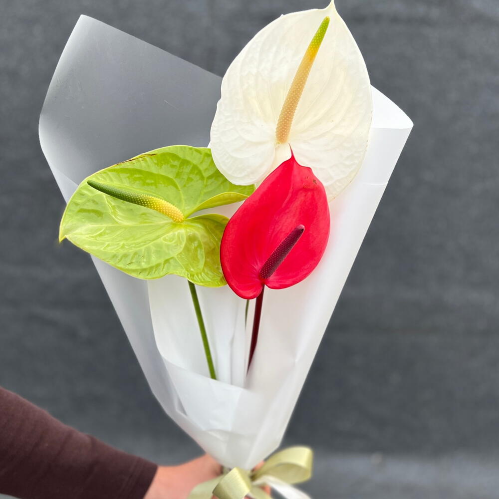 Anthurium 🌺