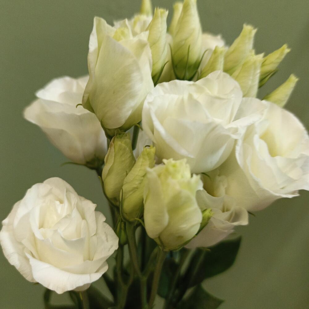 Eustoma