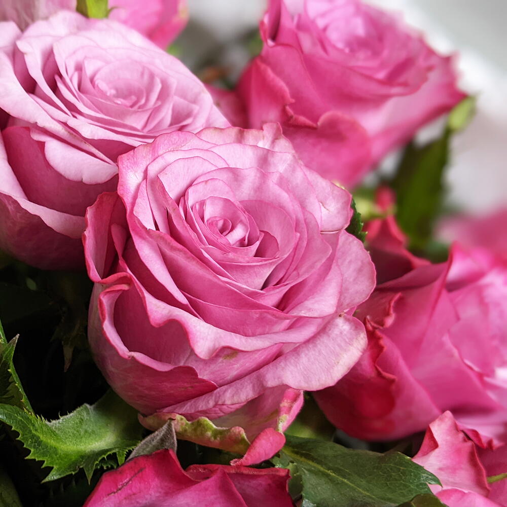 Pink roses