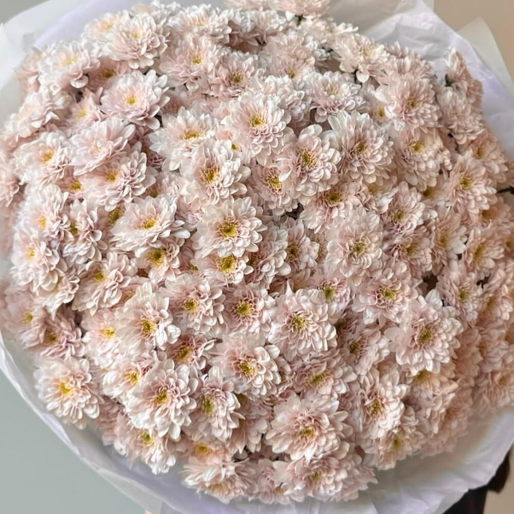 Хризантема 🌸