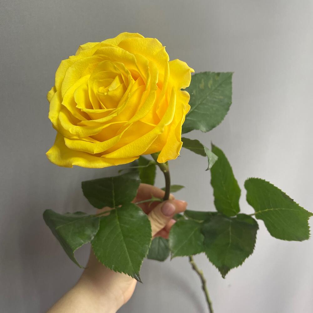 Роза Эквадор Super Sun