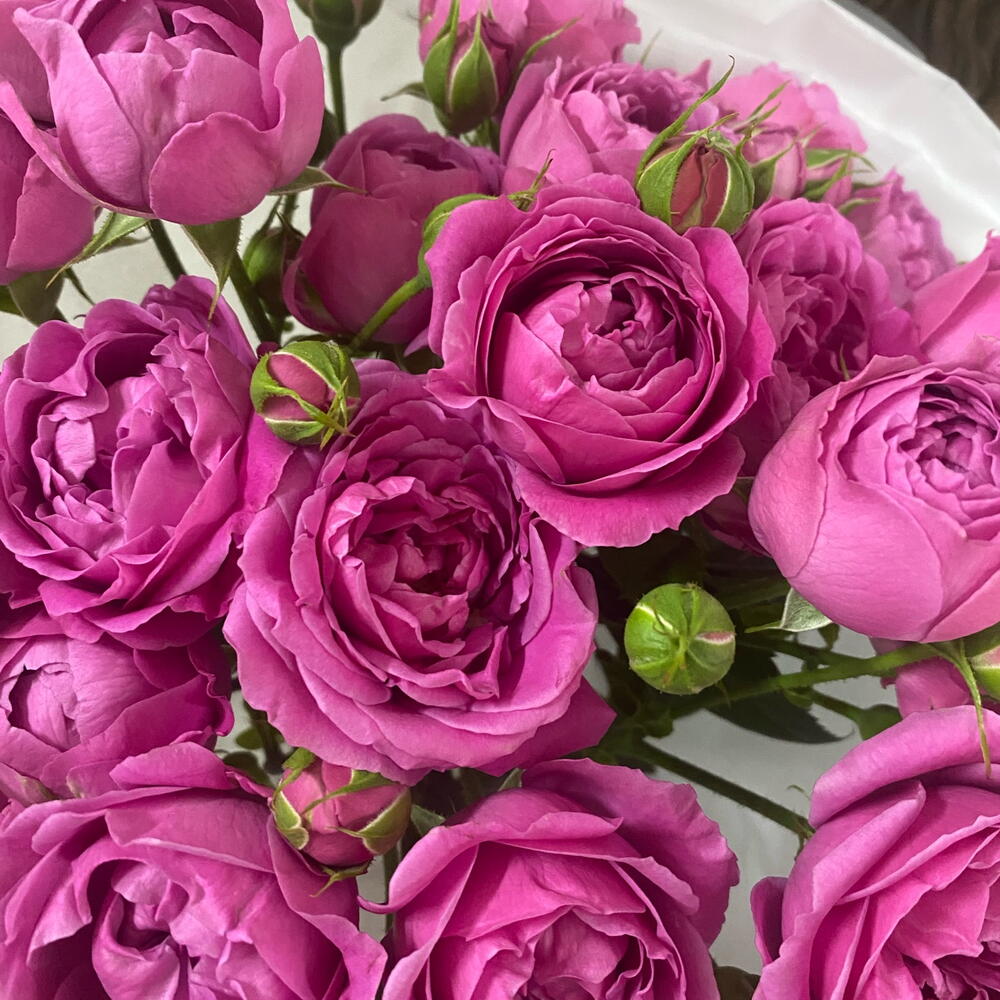 Леди Бомбастик 🌸 пионовидные кустовые розы