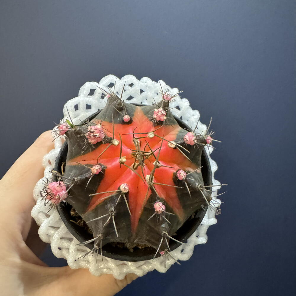 Гимнокалициум вариегатный (Gymnocalycium mihanovichii variegata)