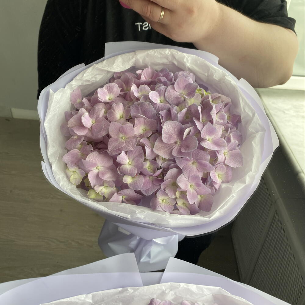 Лиловая гортензия