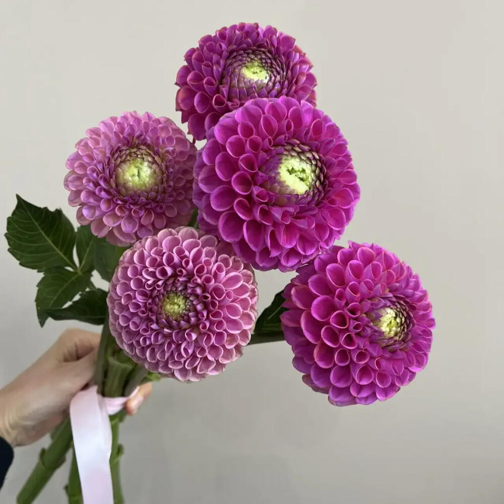Георгины 5шт малиновые