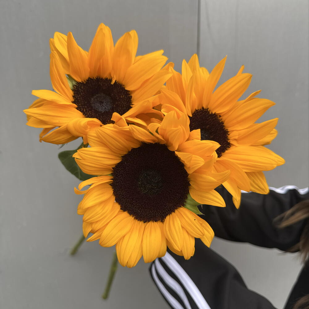 Подсолнухи 3 шт 🌻