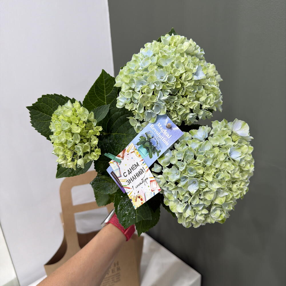 Hydrangea Гортензия крупнолистная с Днём знаний первокласснику
