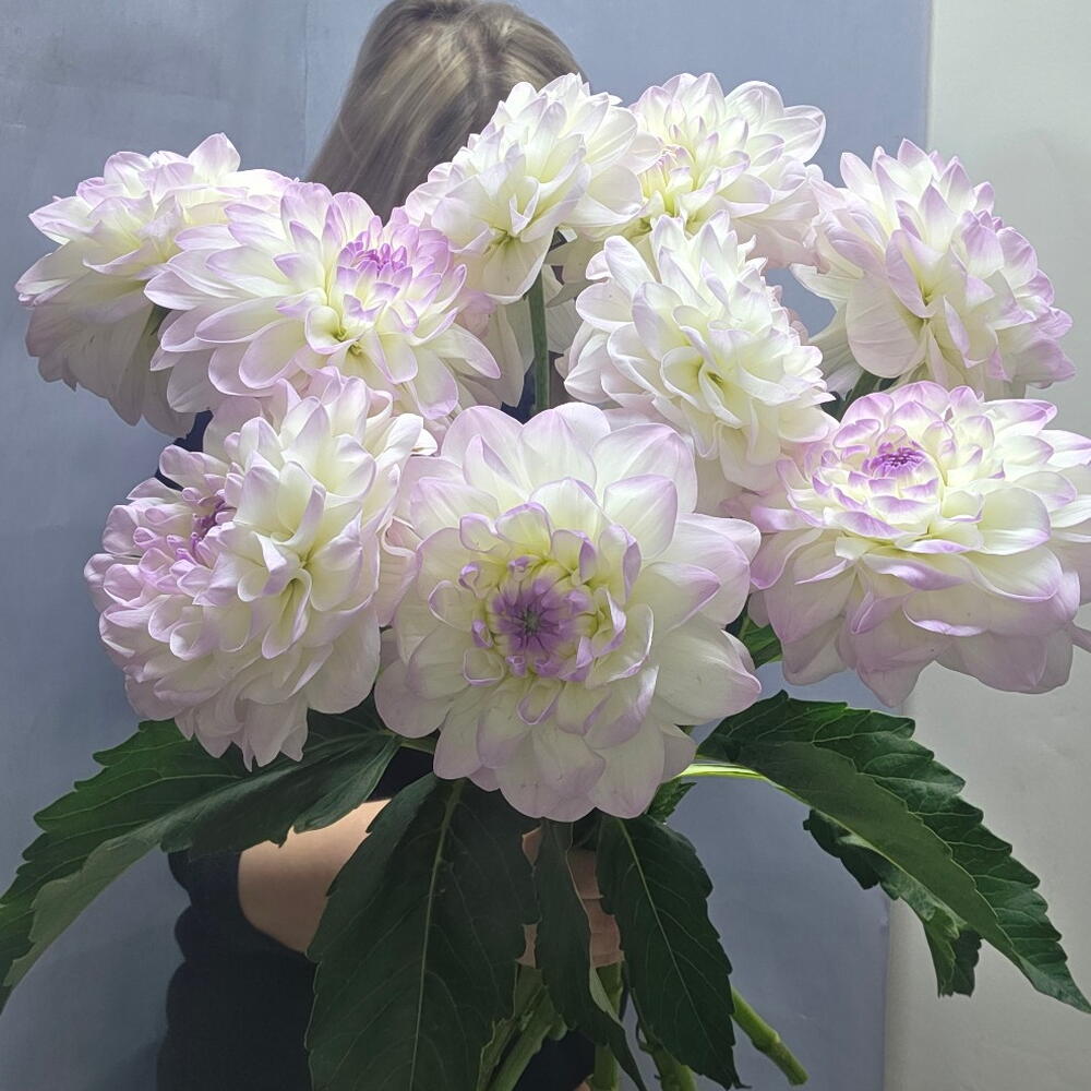 Букет из георгин 9, 9