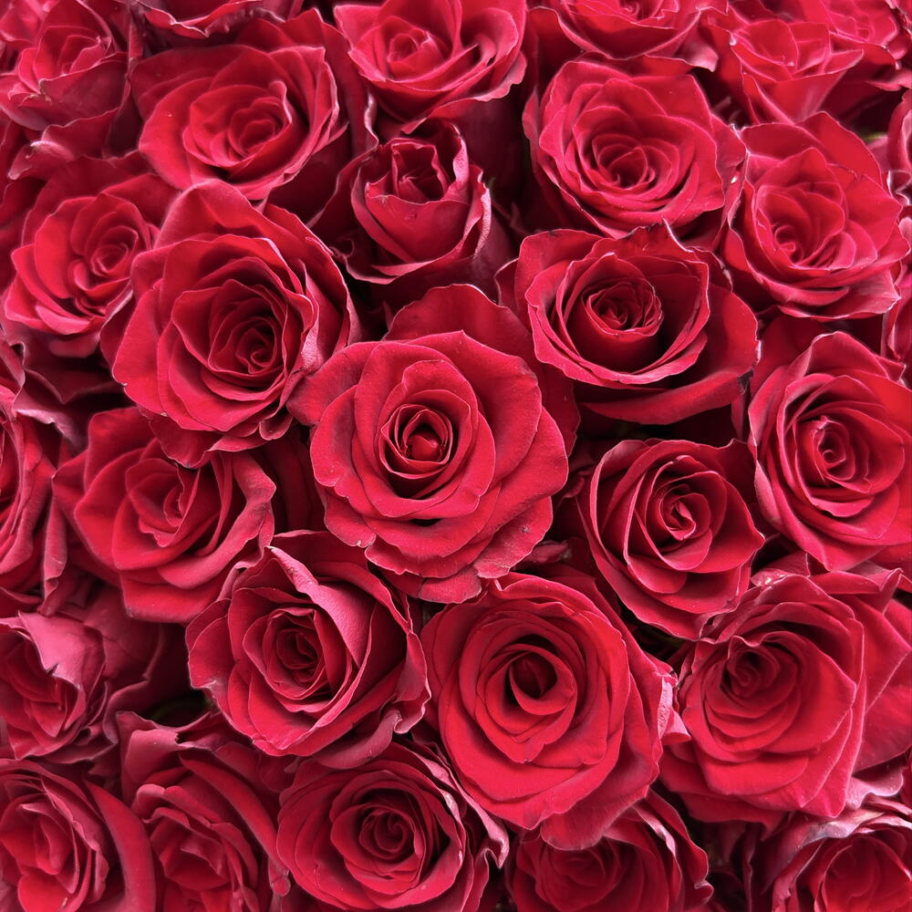 101 Роза 🌹