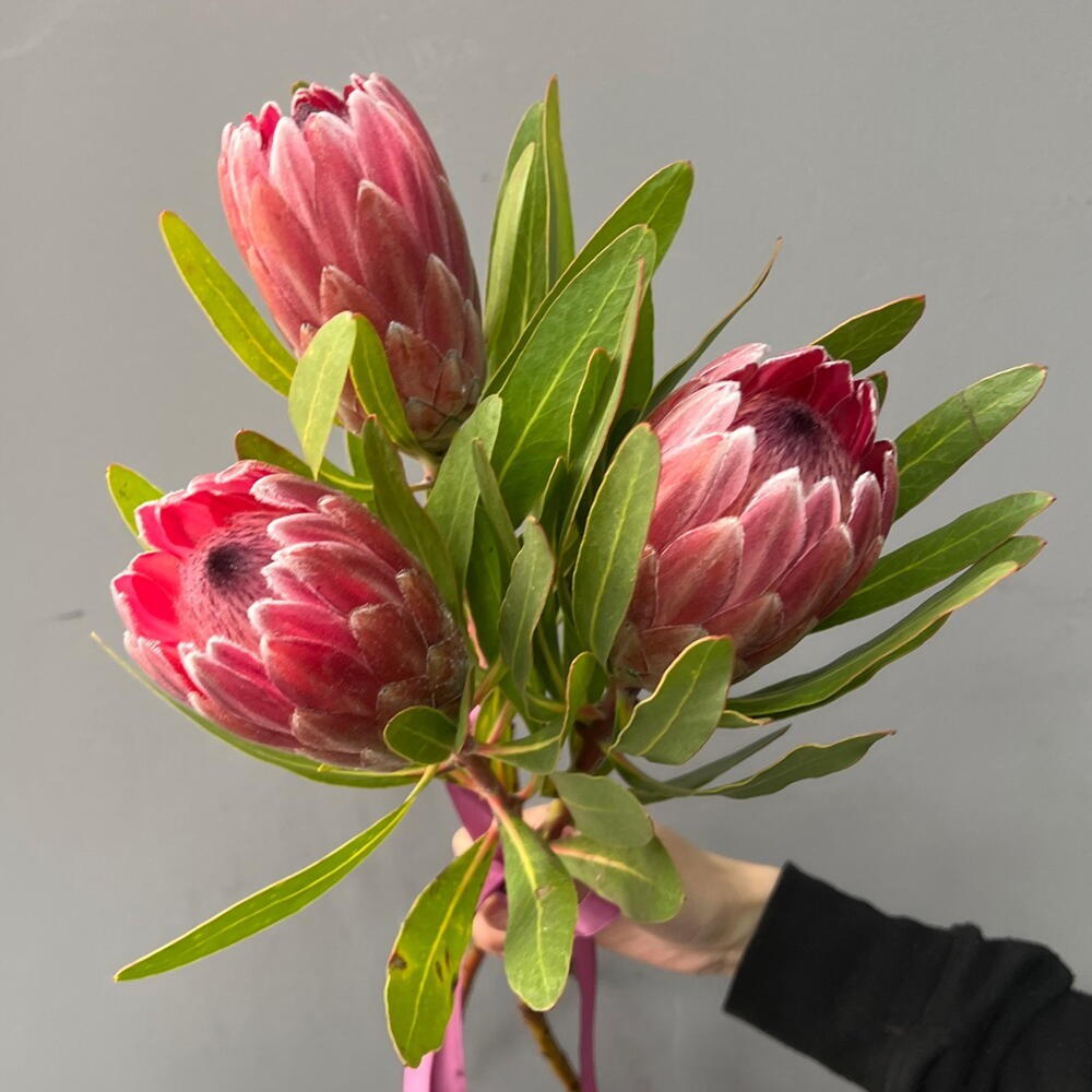 Протея 3 шт🌹