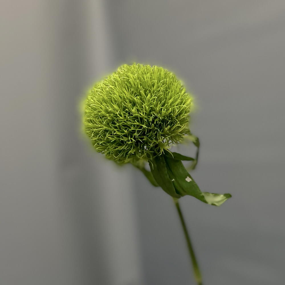 Гвоздика «Green Trick»