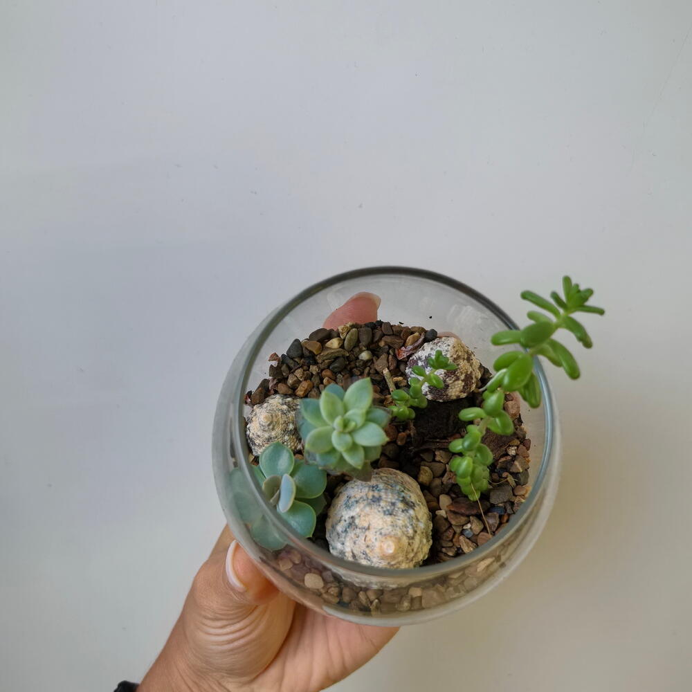 Florarium