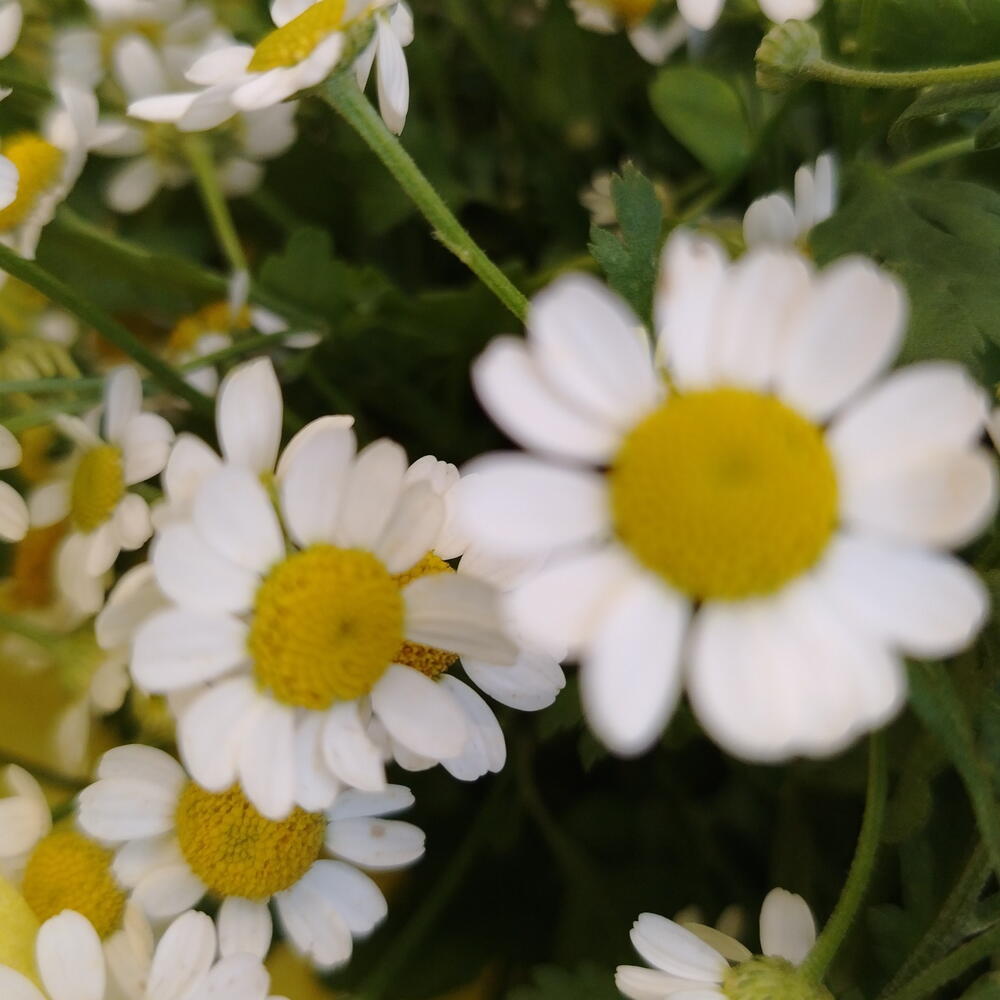 Ромашки)