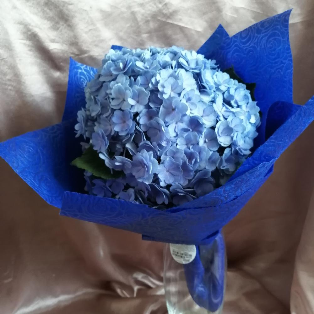 Obloko Hortensia