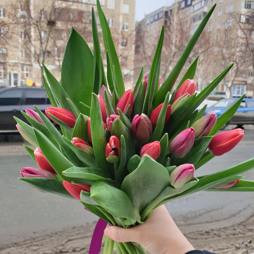 25 тюльпанов