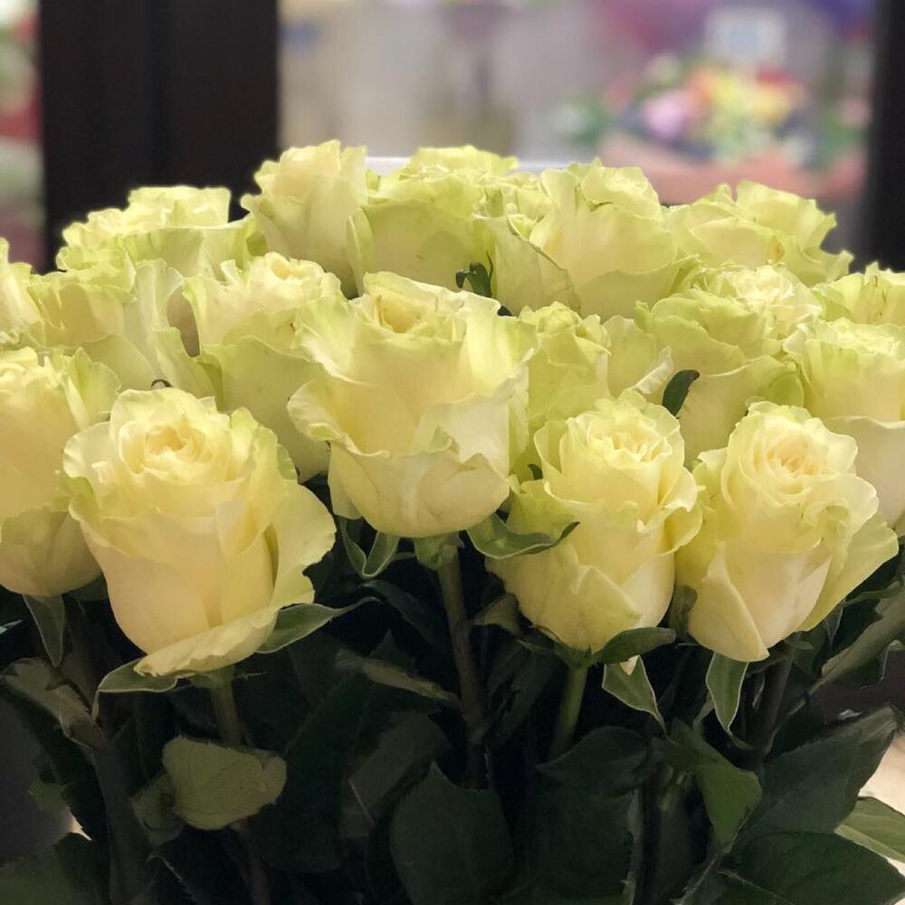 Роза белая 70 см