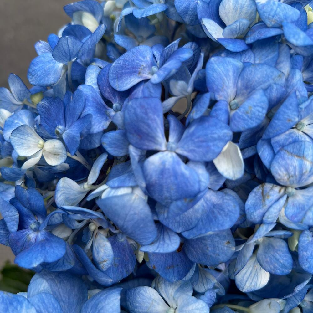 Blue Breeze