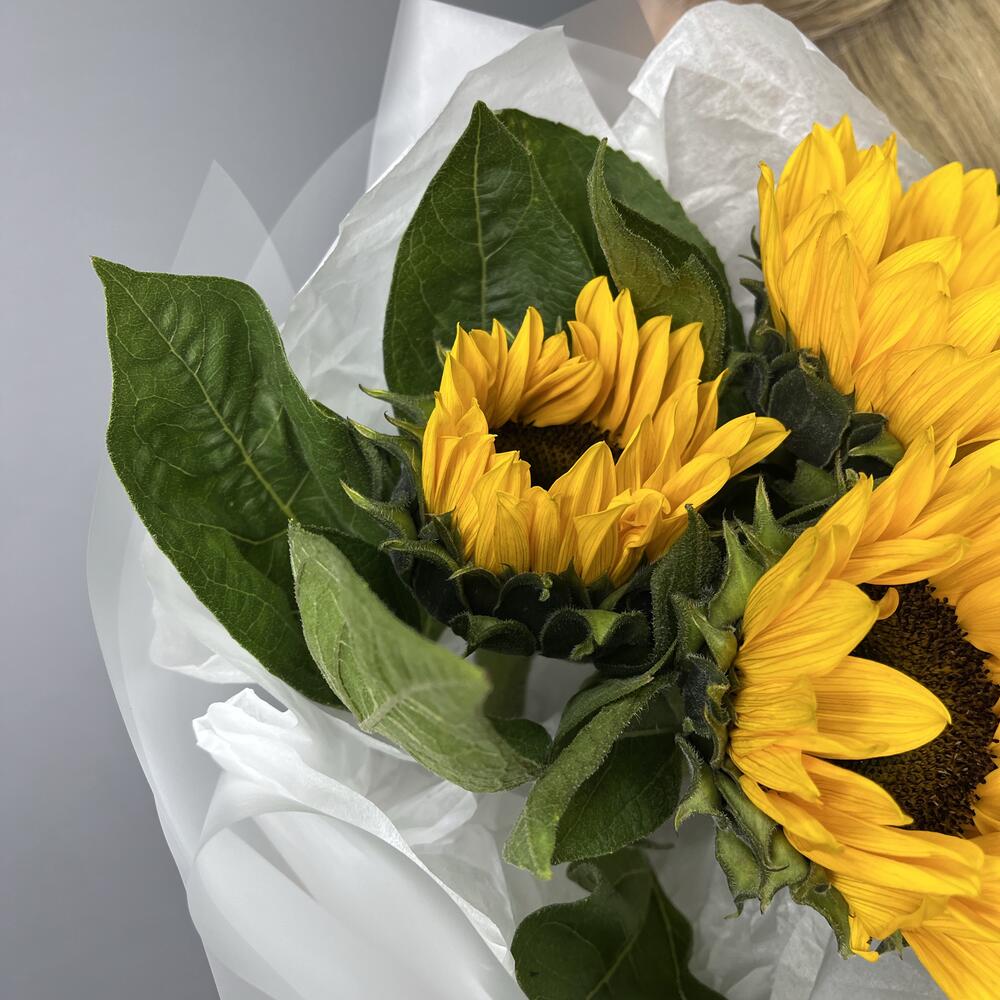 Моник из Подсолнухов 🌼