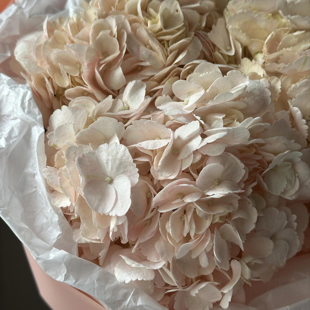 Букет персиковых гортензий 🌸