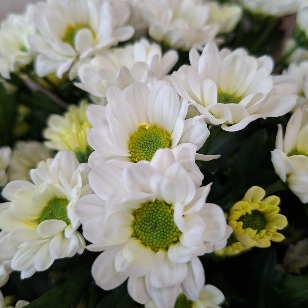Кремовые ромашки