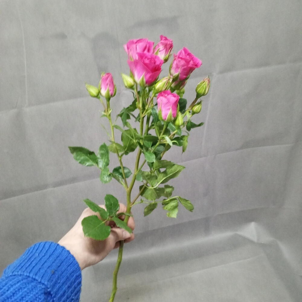 Роза кустовая малиновая