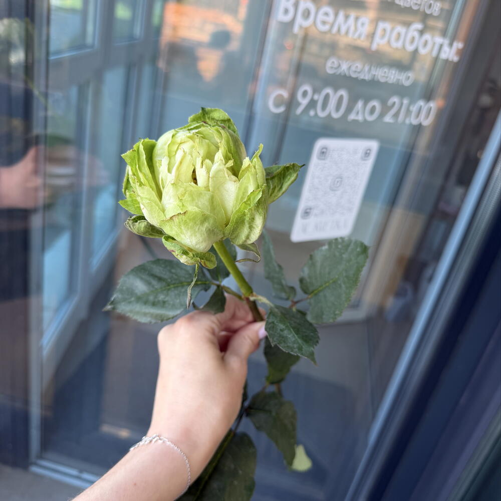 Роза Вегги