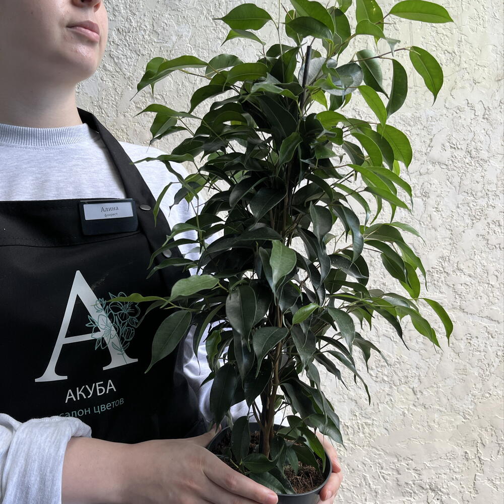 Фикус Бенджамина в горшке — живое интерьерное дерево 🌳