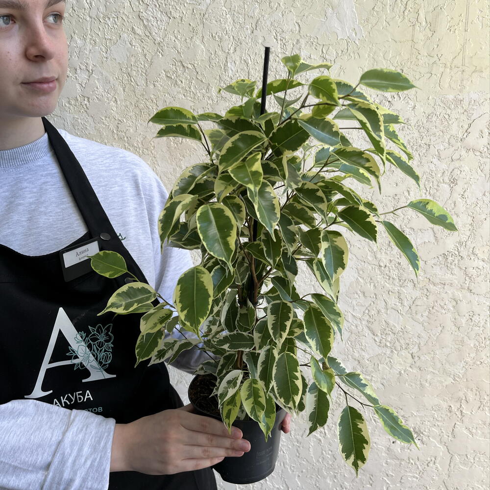 Фикус Бенджамина «Анастасия» (Ficus benjamina  Anastasia