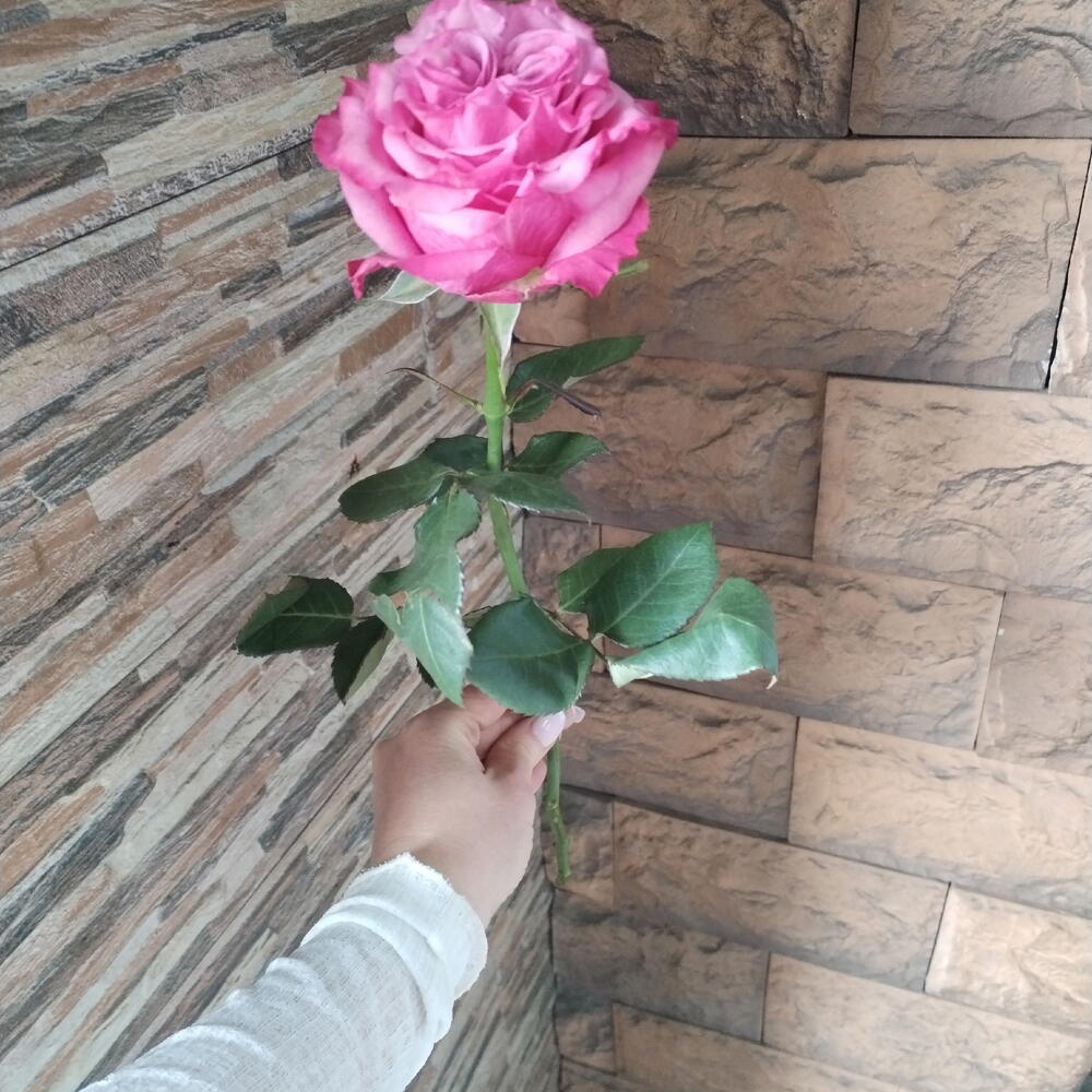 Роза Кантри Блюз