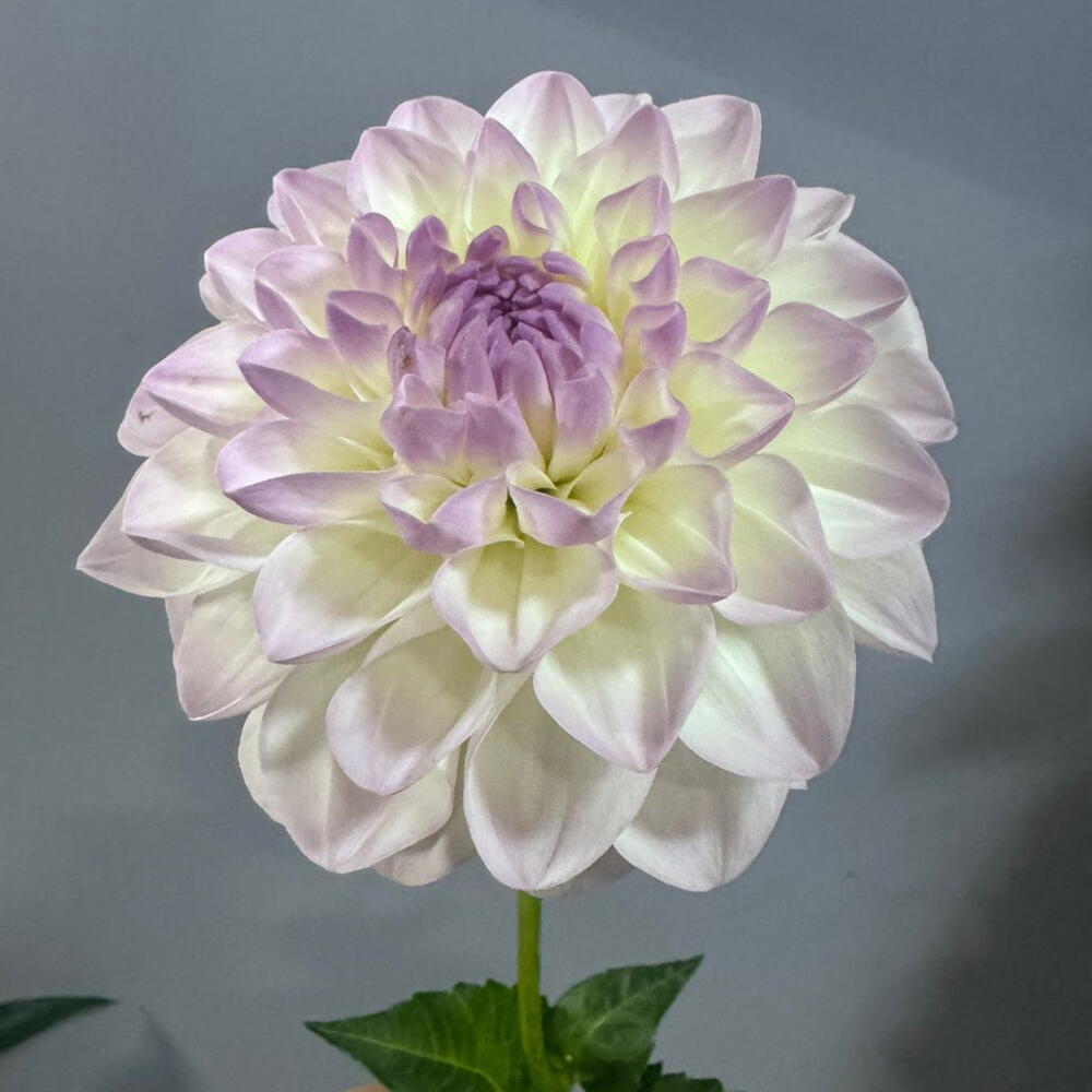 Георгин (1шт) 💜