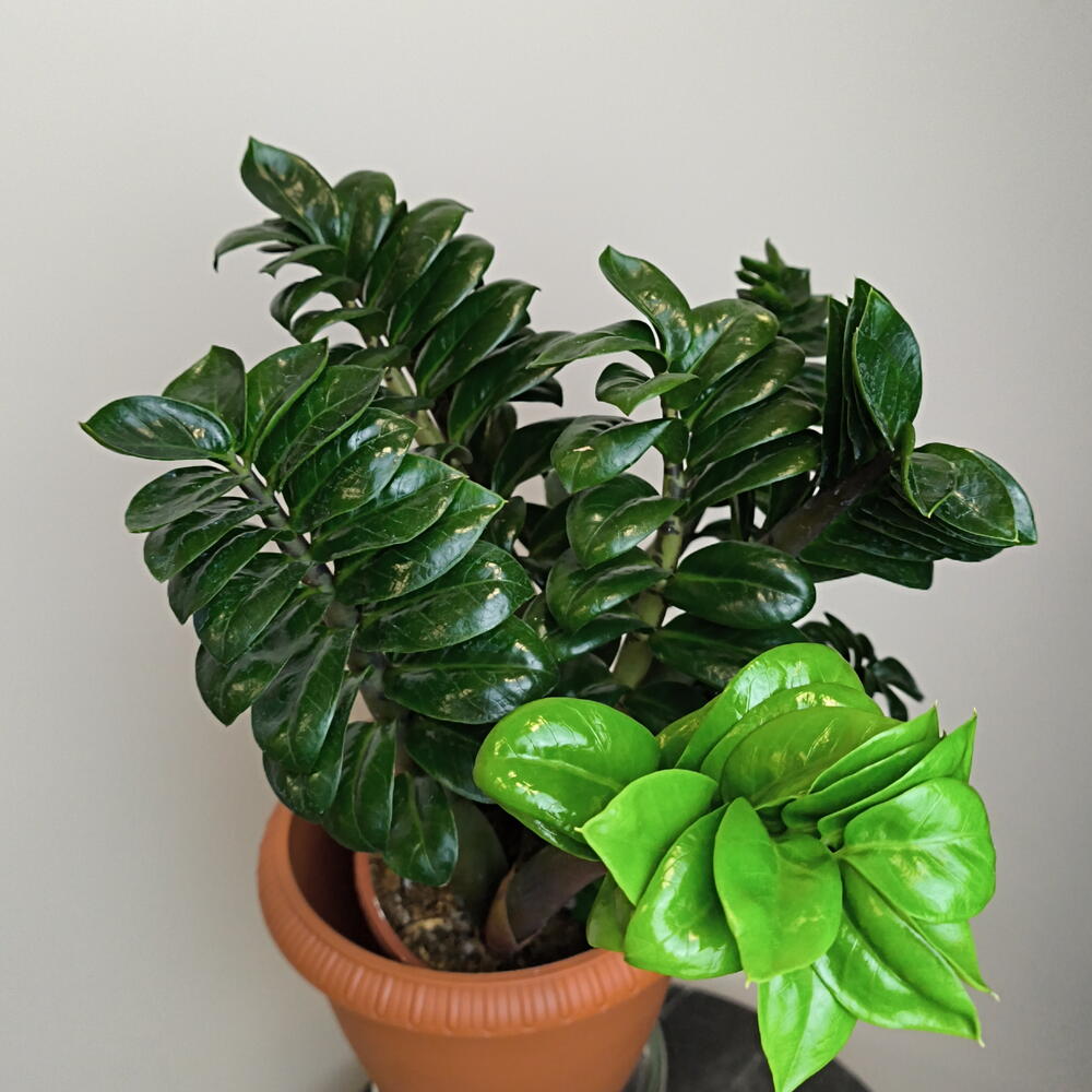 Замиокулькас Занзи🌱